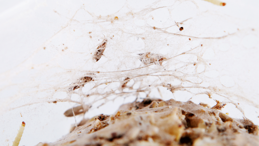 Gespinst, Nest mit Larven und Eiern der Lebensmittelmotte