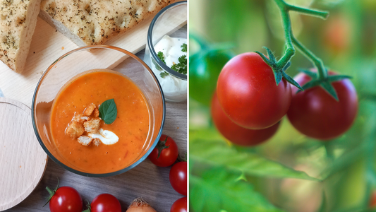 Links eine Tomatensuppe im Glas, rechts eine Tomatenpflanze mit Cocktailtomaten